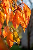 Cherry tree (Prunus avium), autumn leaves