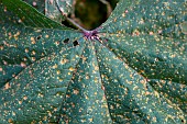 Mallow rust (Puccinia malvacearum) on Common mallow (Malva sylvestris), Bouches-du-Rhone, France