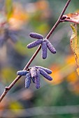 Filbert (Corylus maxima), Purpurea, male catkins in november