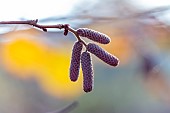 Filbert (Corylus maxima), Purpurea, male catkins in november