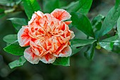 Pomegranate (Punica granatum) Legrelliae, flower