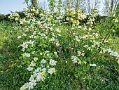 Incense rose (Rosa primula) in bloom