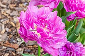 Double Early Tulip Double Price