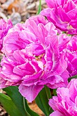 Double Early Tulip Double Price