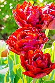 Double Late Tulip Uncle Tom