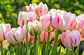 Foxy Foxtrot double hasty Tulip