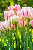 Foxy Foxtrot double hasty Tulip