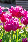 Lilly Flowering Tulip China Pink