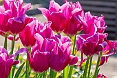 Lilly Flowering Tulip China Pink