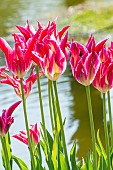Tulip viridiflora Groenland