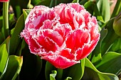 Fringed Tulip Fancy Frills