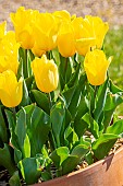 Triumph tulip Yokohama