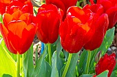 Triumph tulip Oscar