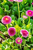 Lawndaisy (Bellis perennis) Tapis Rose