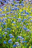 Alpine Forget-me-not (Myosotis alpestris) Grand Express