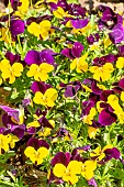 Johnny Jump Up Horned Pansy (Viola cornuta) Sorbet jaune à aile pourpre