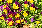 Johnny Jump Up Horned Pansy (Viola cornuta) Sorbet jaune à aile pourpre