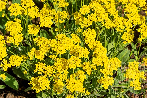 Gold_dust_Aurinia_saxatilis_fcompactum_Gold_Ball