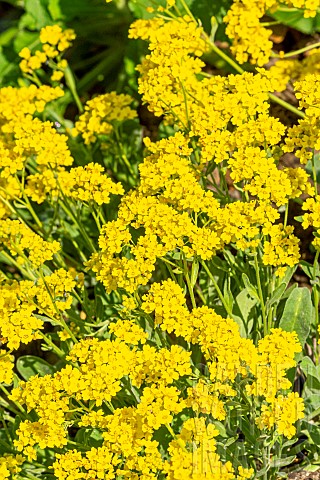 Gold_dust_Aurinia_saxatilis_fcompactum_Gold_Ball