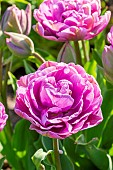 Double Late Tulip Lilac Perfection
