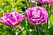 Double Late Tulip Lilac Perfection
