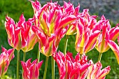 Tulip viridiflora Groenland