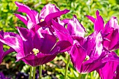 Lilly Flowering Tulip Maytime