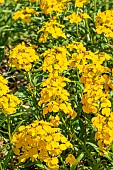 Siberian Wallflower (Erysimum x allionii) Golden Bedder Yellow