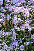 Creeping Phlox (Phlox subulata) Kimono