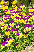 Johnny Jump Up Horned Pansy (Viola cornuta) Sorbet jaune à aile pourpre