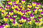Johnny Jump Up Horned Pansy (Viola cornuta) Sorbet jaune à aile pourpre