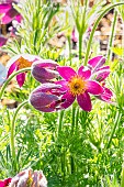 Pasque flower (Pulsatilla vulgaris)