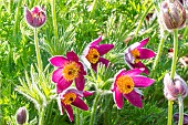 Pasque flower (Pulsatilla vulgaris)
