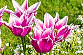 Lilly Flowering Tulip Ballade