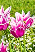 Lilly Flowering Tulip Ballade
