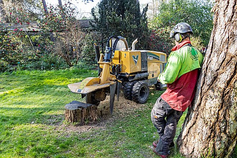 Remote_controlled_circular_saw_for_cutting_a_stump_Parc_Floral_Vincennes_Paris_France
