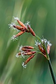 Club-rush (Schoenoplectus sp.), filtering plant for natural swimming pool