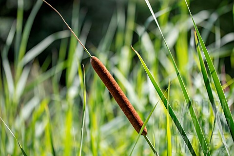 Lesser_bulrush_Typha_angustifolia_filtering_plant_for_natural_swimming_pool