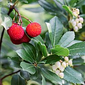 Strawberry tree (Arbutus unedo), flowers and ripe fruits in October, Gard, France