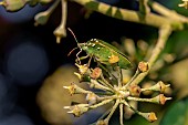 Southern green shield bug (Nezara viridula) carrying eggs of Trichopoda sp. on several parts of the body, Gard, France