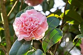 Japanese Camellia (Camellia japonica) Debutante (USA) 1930