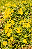 Wallflower (Erysimum suffruticosum) Gold Cup