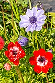 Poppy anemone (Anemone coronaria) Blue Poppy