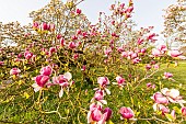 Saucer Magnolia (Magnolia soulangeana) Lennei, Ecole du Breuil, Paris, France