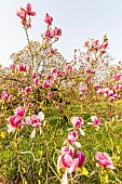 Saucer Magnolia (Magnolia soulangeana) Lennei, Ecole du Breuil, Paris, France