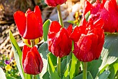 Single hasty Tulip Merry Christmas