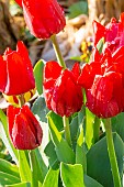 Single hasty Tulip Merry Christmas