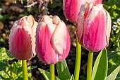 Triumph Tulip Brown Sugar