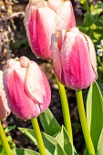 Triumph Tulip Brown Sugar