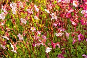 Meadow Saxifrage (Saxifraga arendsii) Rose